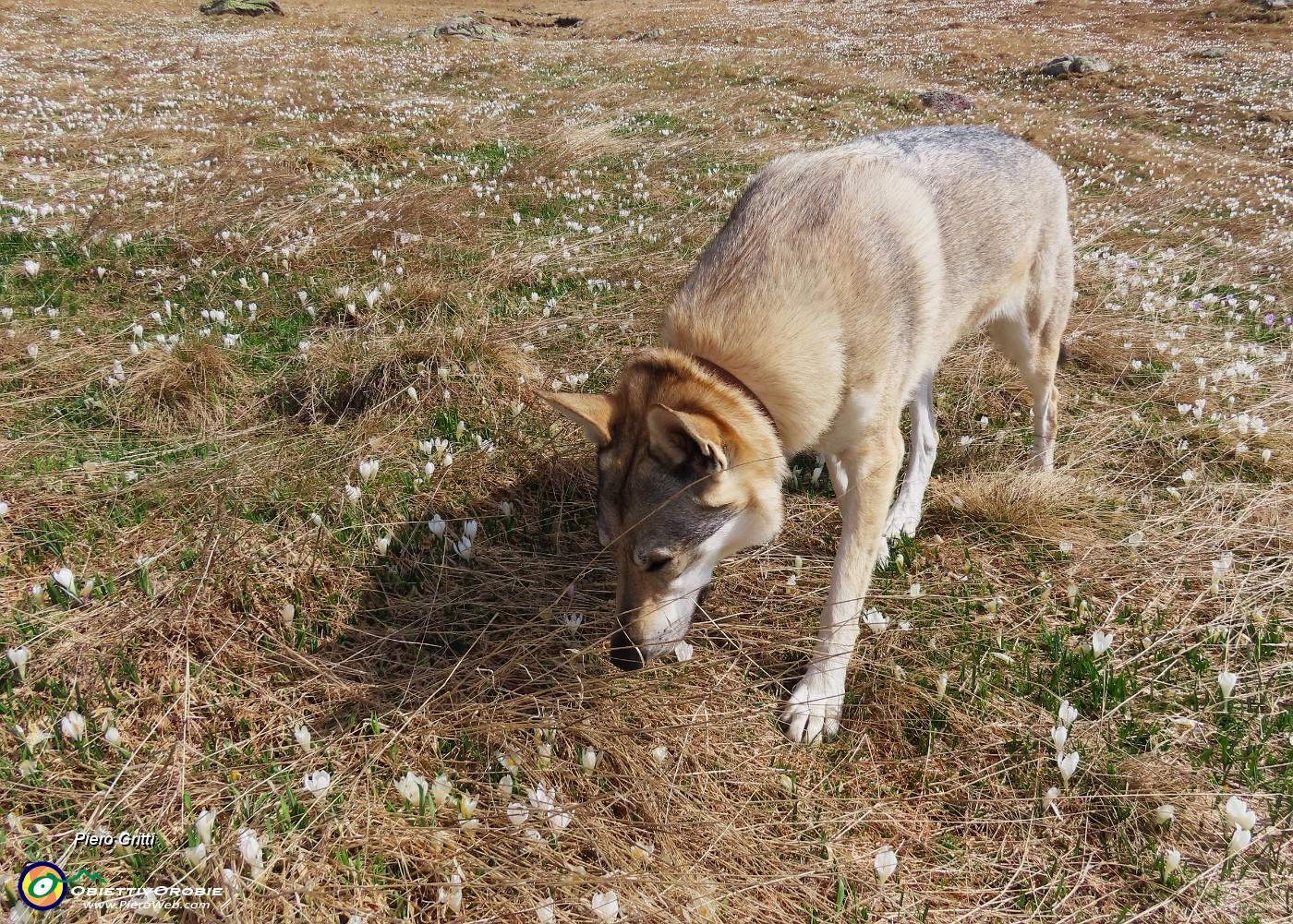 13 Laika annusa per la prima volta i crocus.JPG
